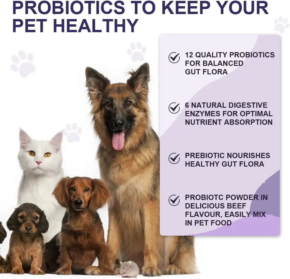 Dog eating probiotic powder mixed with food for gut health support UK